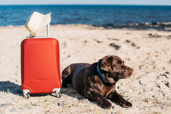 Un labrador marrone steso su una spiaggia con accanto una valigia rossa