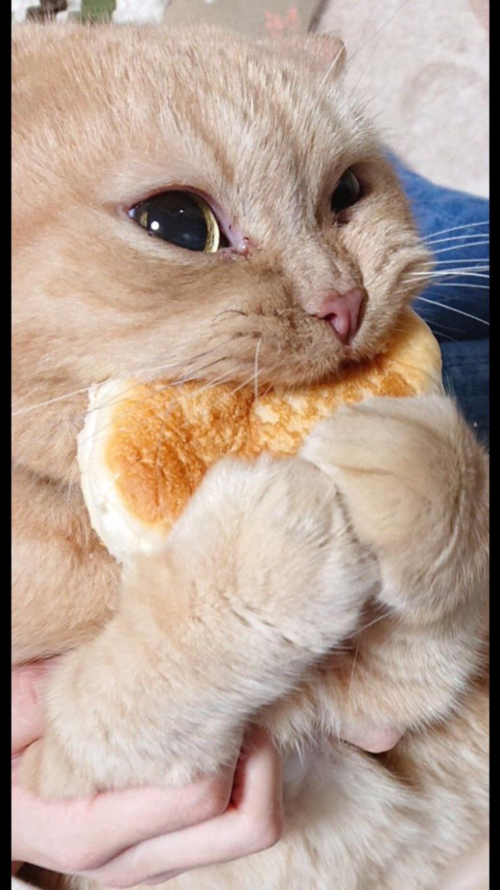 gatto a pelo chiaro che tiene tra le zampe un pezzo di pane mentre lo addenta con gusto