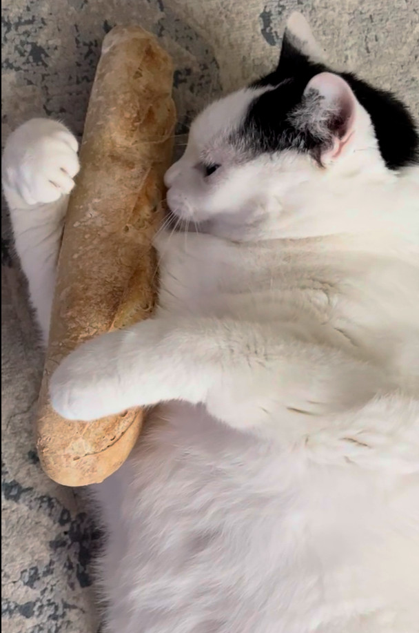 gatto bianco e nero steso a terra che abbraccia e lecca una baguette