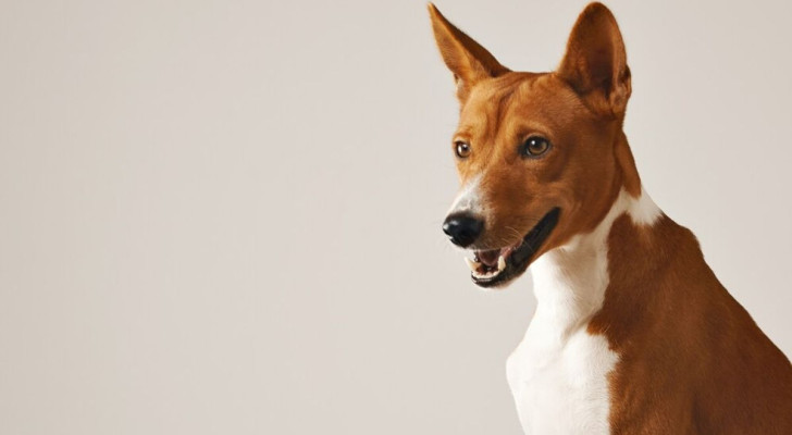 Conosciuto come uno dei cani più puliti al mondo, il Basenji praticamente non perde pelo