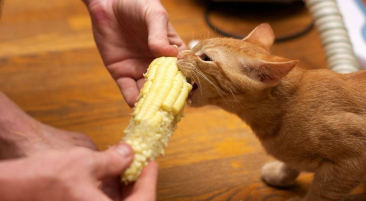 Umano tiene una pannocchia mentre il gatto mangia il mais