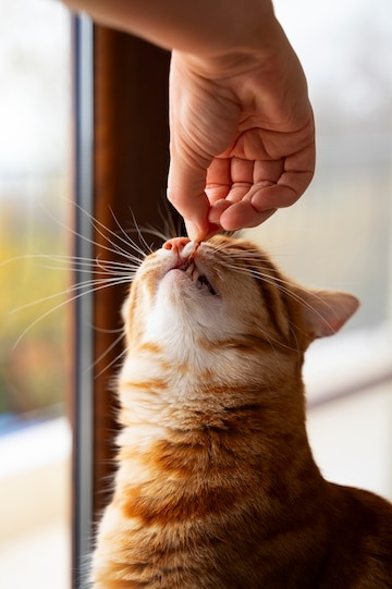 gatto rosso cui viene sollevato il labbro superiore da una persona per ispezionare i denti