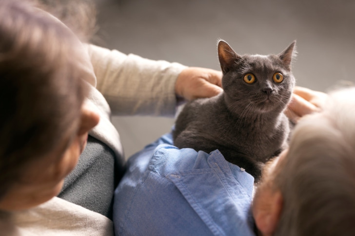 un gatto grigio con gli occhi spalancati in braccio a una persona anziana mentre viene accarezzato da un'altra