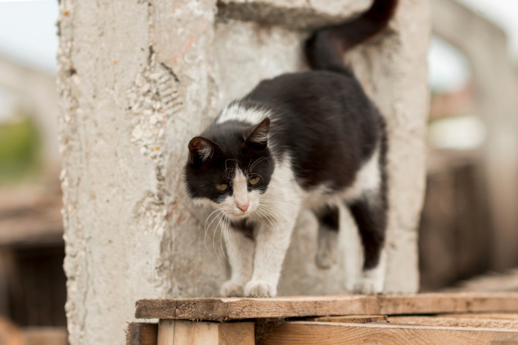 Un gatto bianco e nero su una trave di legno