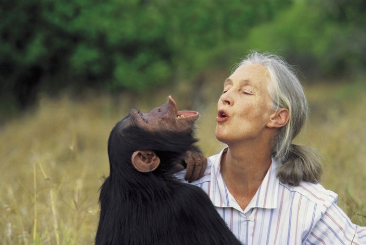 Jane Goodall: etologa e antropologa, simbolo della ricerca sulla vita sociale dei primati.