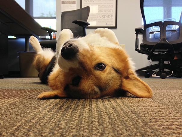 Chester si rilassa sulla moquette dell'ufficio.