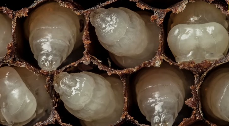 Un affascinante video di 60 secondi mostra i primi 21 giorni di vita di un'ape - 1