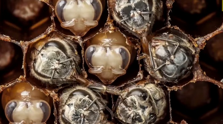 Un affascinante video di 60 secondi mostra i primi 21 giorni di vita di un'ape - 2