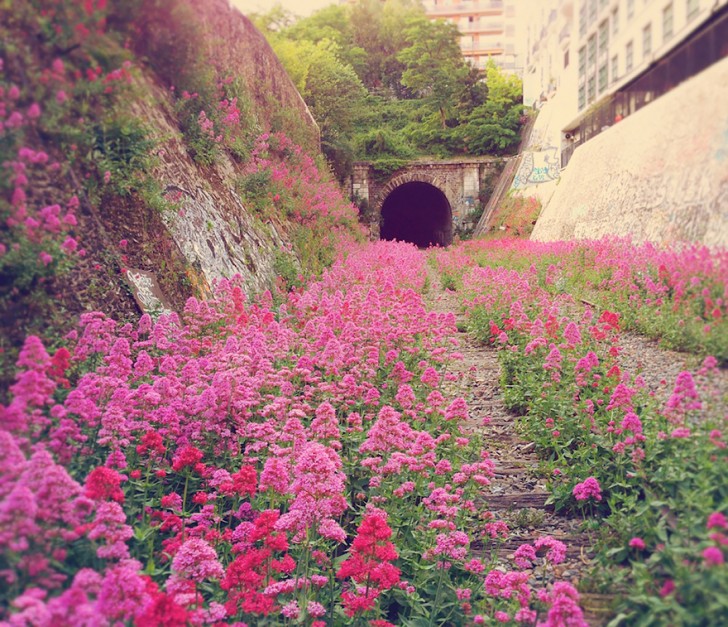 Une étendue de fleurs colorées a envahi une ancienne voie ferrée à la périphérie de Paris.