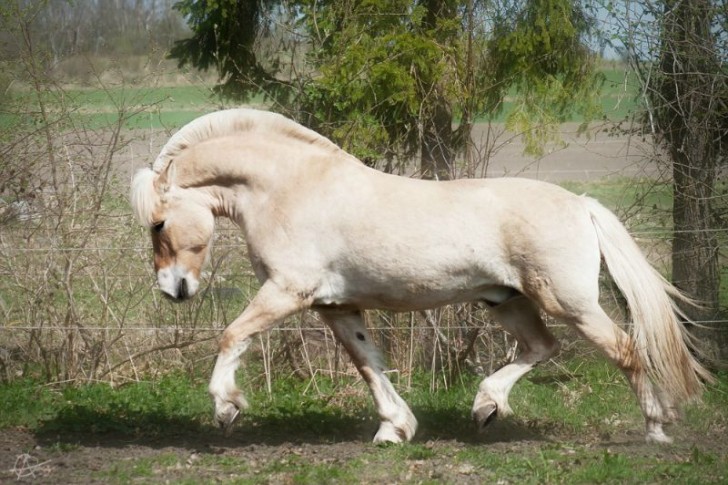 9. Cavallo dei Fiordi