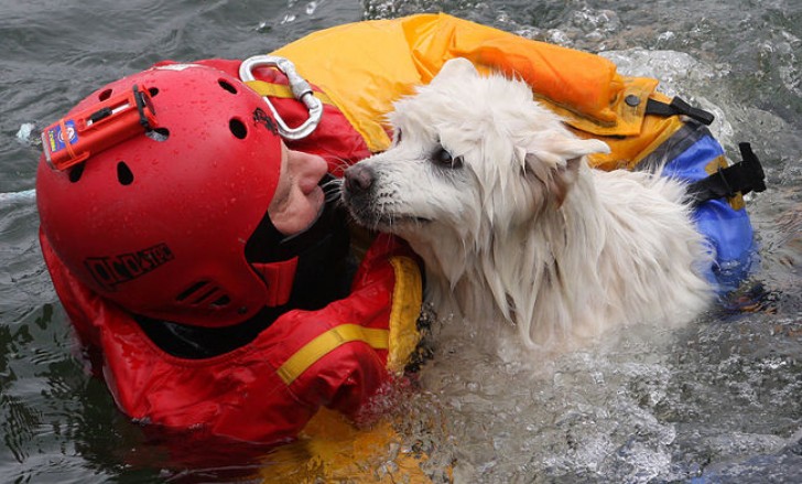 Een blinde hond wordt gered nadat hij in het ijskoude Ontariameer was gegleden.