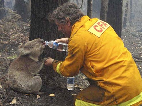 Tijdens een enorme bosbrand in Australië geeft deze brandweerman een gewonde koala water.