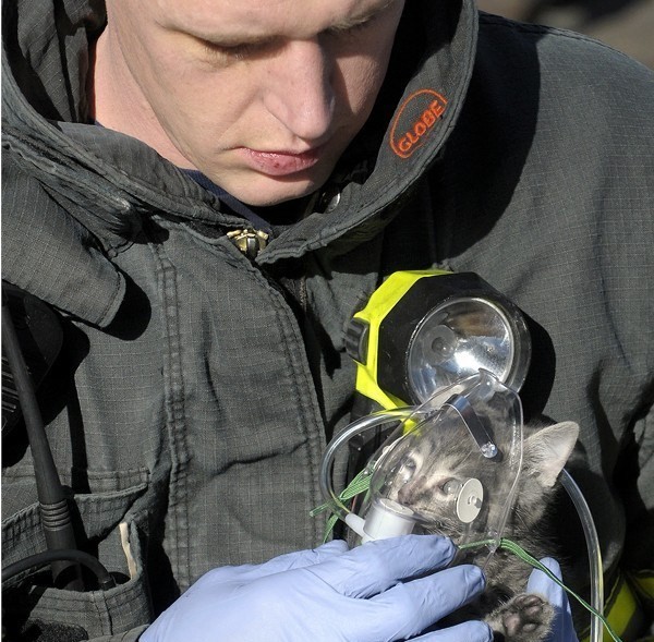 Deze kitten werd achtergelaten in een brandend huis, maar wist gelukkig te overleven nadat hij zuurstof kreeg toegediend via een zuurstofmasker.