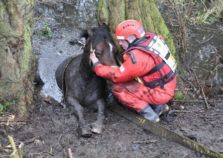 Het was niet gemakkelijk om dit paard uit de gladde modder omhoog te trekken, maar het is ze gelukt!