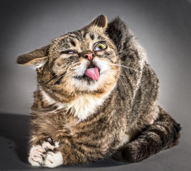 Un fotografo riesce a catturare immagini buffe e adorabili di gatti che si scrollano - 1