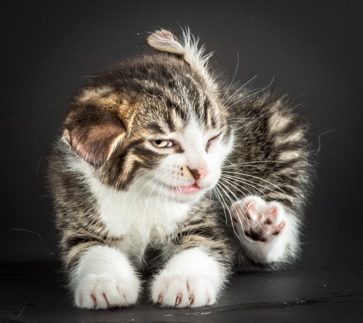Un fotografo riesce a catturare immagini buffe e adorabili di gatti che si scrollano - 10