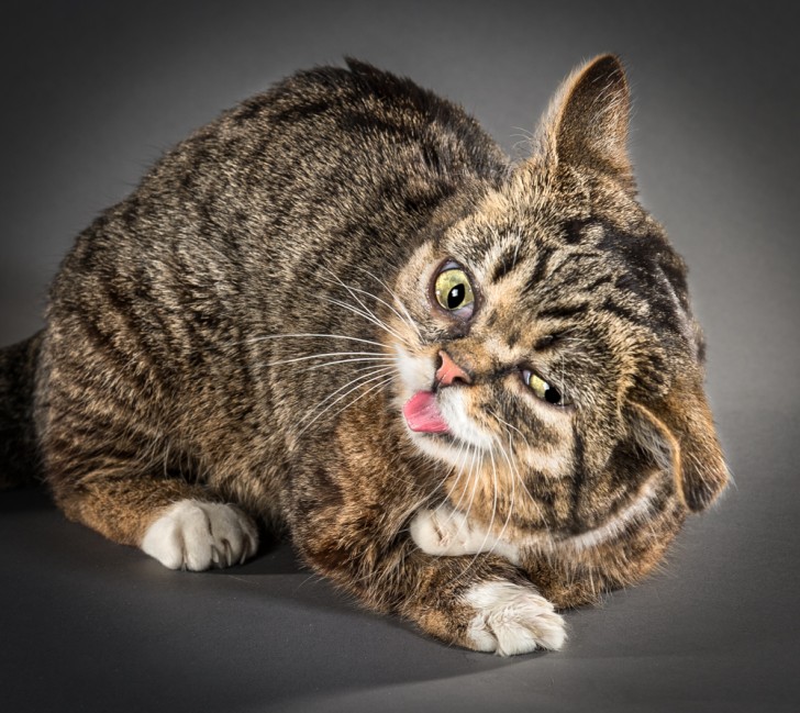 Un fotografo riesce a catturare immagini buffe e adorabili di gatti che si scrollano - 2