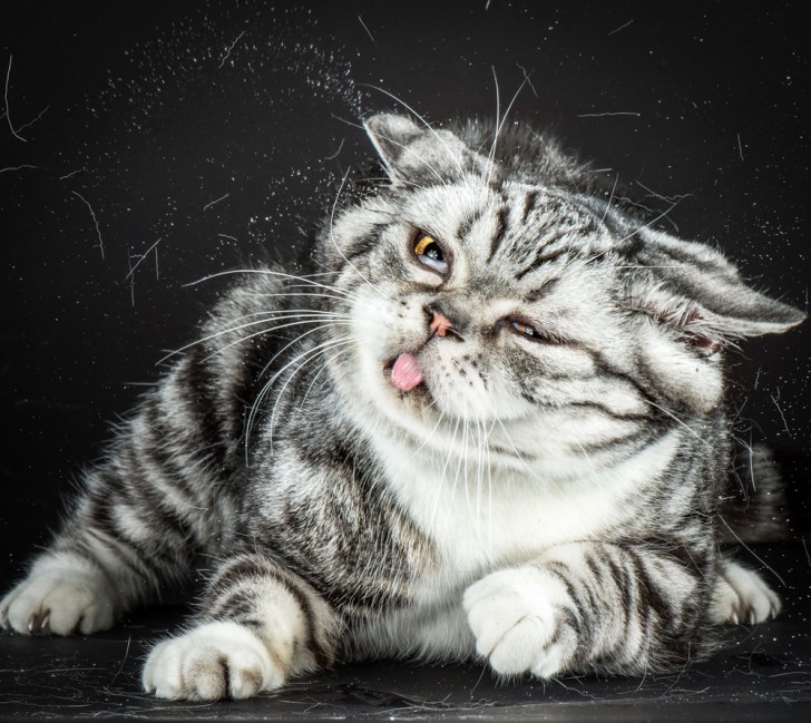 Un fotografo riesce a catturare immagini buffe e adorabili di gatti che si scrollano - 3