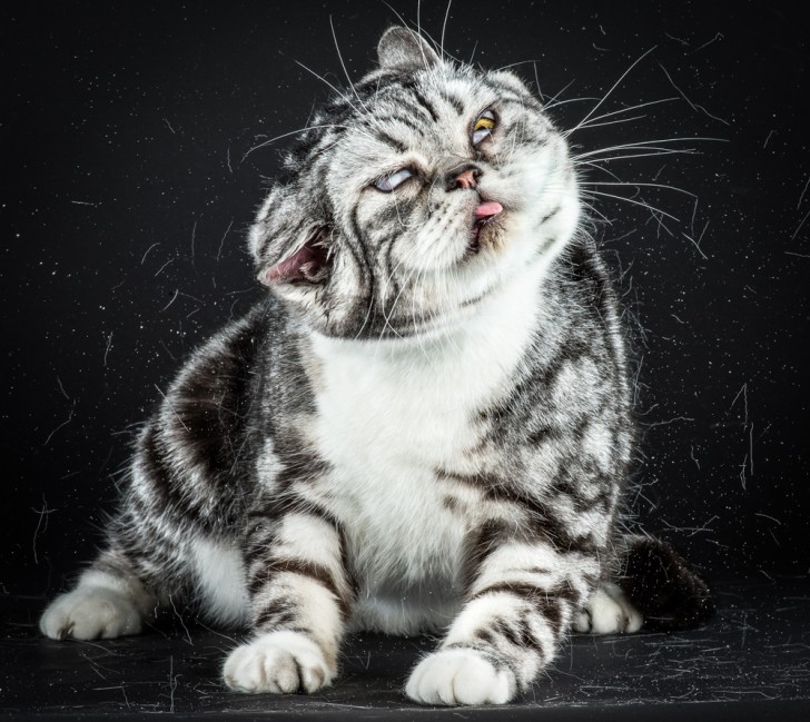 Un fotografo riesce a catturare immagini buffe e adorabili di gatti che si scrollano - 4