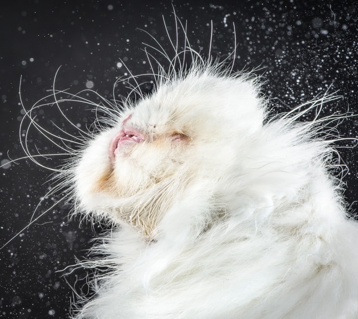 Un fotografo riesce a catturare immagini buffe e adorabili di gatti che si scrollano - 5