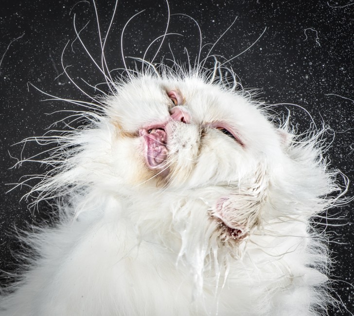 Un fotografo riesce a catturare immagini buffe e adorabili di gatti che si scrollano - 6