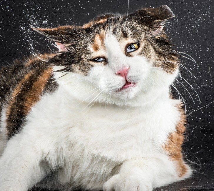 Un fotografo riesce a catturare immagini buffe e adorabili di gatti che si scrollano - 7