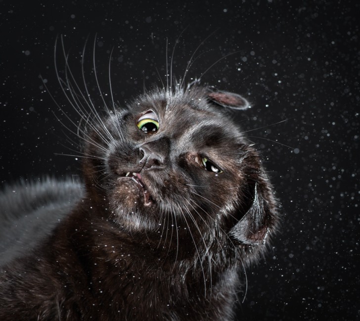 Un fotografo riesce a catturare immagini buffe e adorabili di gatti che si scrollano - 9