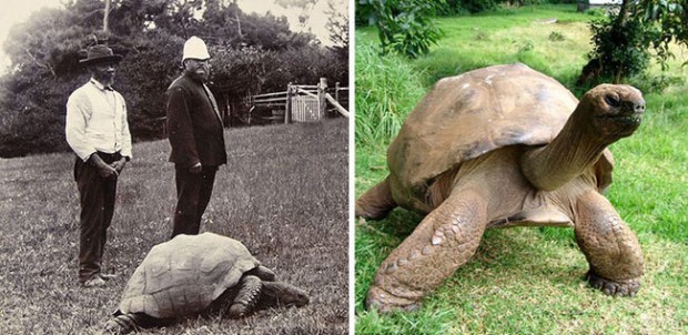 La foto in bianco e nero risale al 1902, quando la tartaruga aveva già 70 anni.