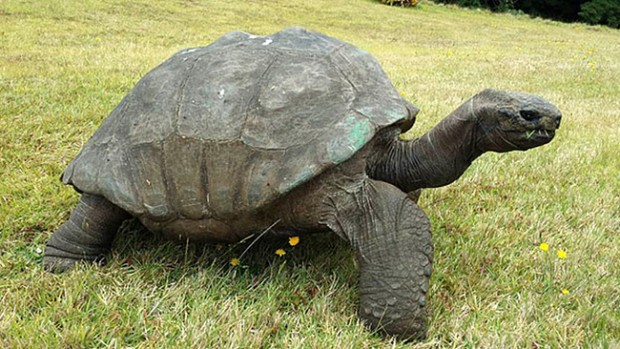E poiché le tartarughe impiegano circa 50 anni a diventare così grandi, si calcola che sia nata intorno al 1830.