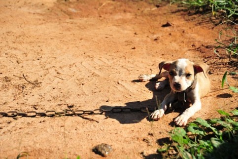 Timi était le plus petit des chiens, à seulement 8 semaines il avait déjà des blessures à la tête et aux oreilles.
