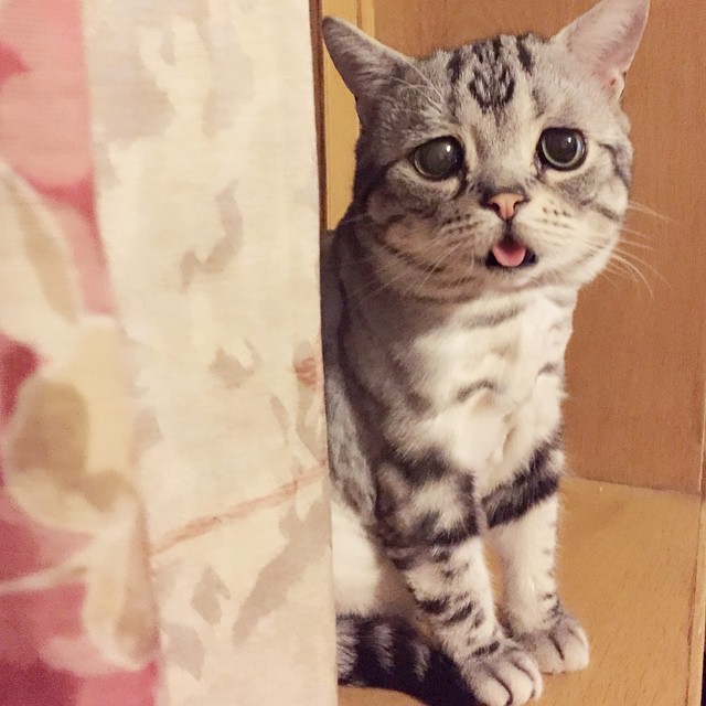 Vi presento Luhu, il gattino più triste del web - 12