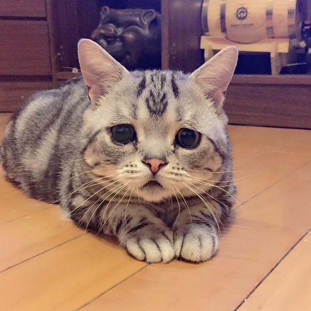 Vi presento Luhu, il gattino più triste del web - 13