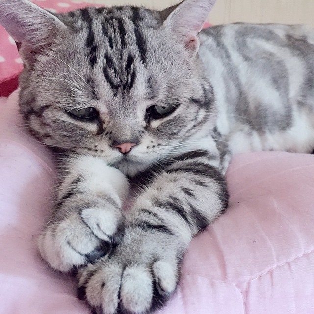 Vi presento Luhu, il gattino più triste del web - 3
