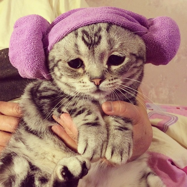 Vi presento Luhu, il gattino più triste del web - 7