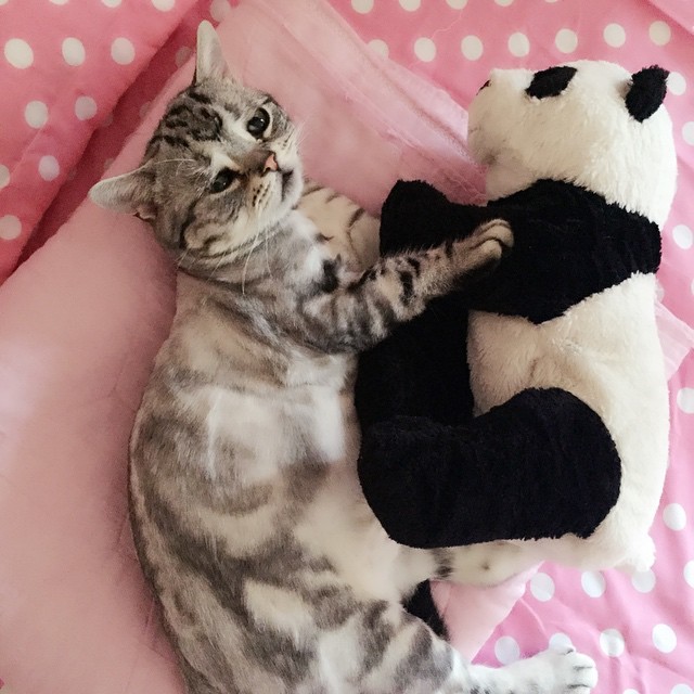 Vi presento Luhu, il gattino più triste del web - 8