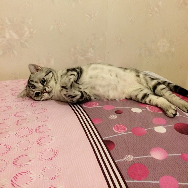 Vi presento Luhu, il gattino più triste del web - 9