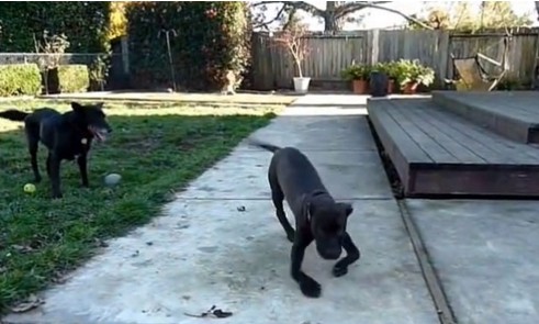 Un cucciolo abbandonato in un parco torna a camminare perfettamente grazie all'uomo che lo ha adottato - 2