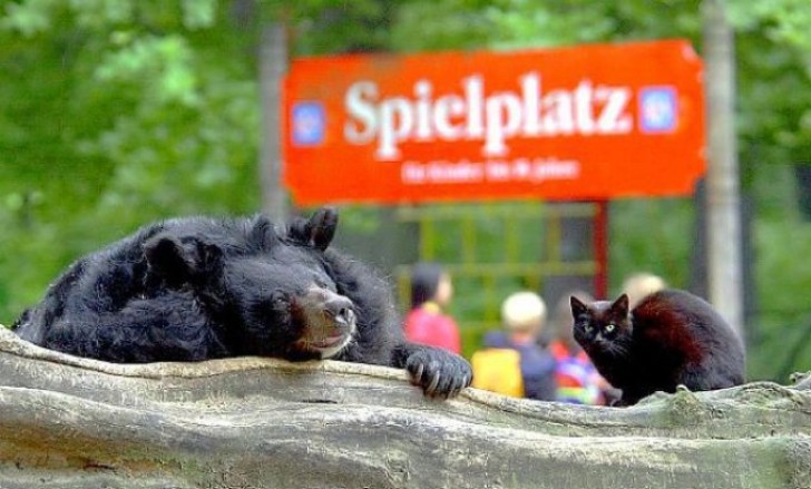 Gli operatori dello zoo di Berlino iniziarono a vedere una gatta che si aggirava intorno al recinto dell'orso asiatico Mäuschen.