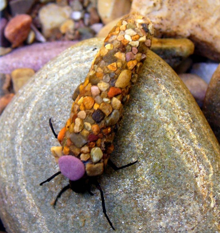 Larva di Tricottero
