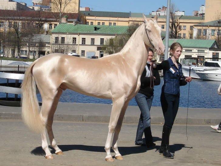 Die Achal-Tekkiner (oder himmlischen Pferde) haben sich aus den türkmenischen Pferden entwickelt und stammen aus den zentralasiatischen Steppen.