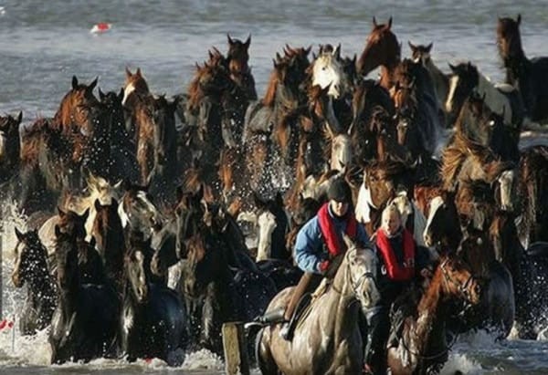 Apparve così un annuncio su tutti i forum per appassionati di cavalli: "cercasi cavalieri esperti con cavalli che non abbiano paura dell'acqua".