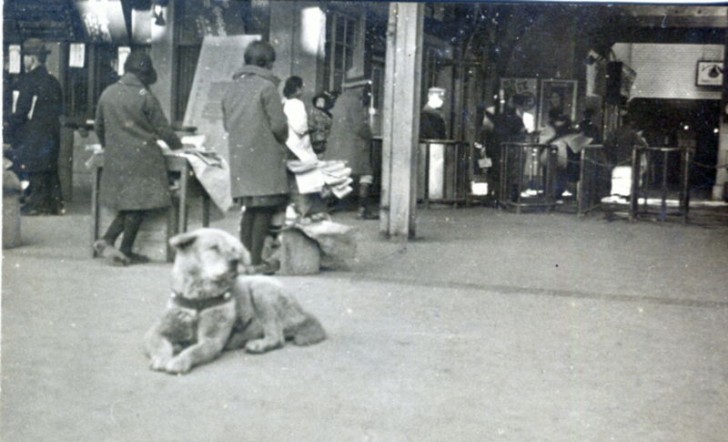 Depuis ce moment-là, le chien fidèle est allé à la gare TOUS LES APRES-MIDIS pour attendre en vain que son ami humain descende du train.