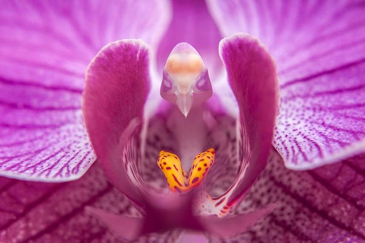 Phalaenopsis – conosciuta come orchidea falena