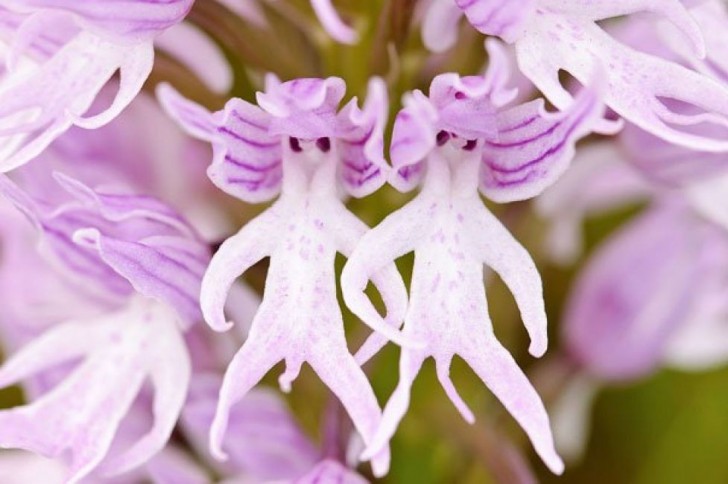 Orchis Italica – l'orchidea uomo nudo