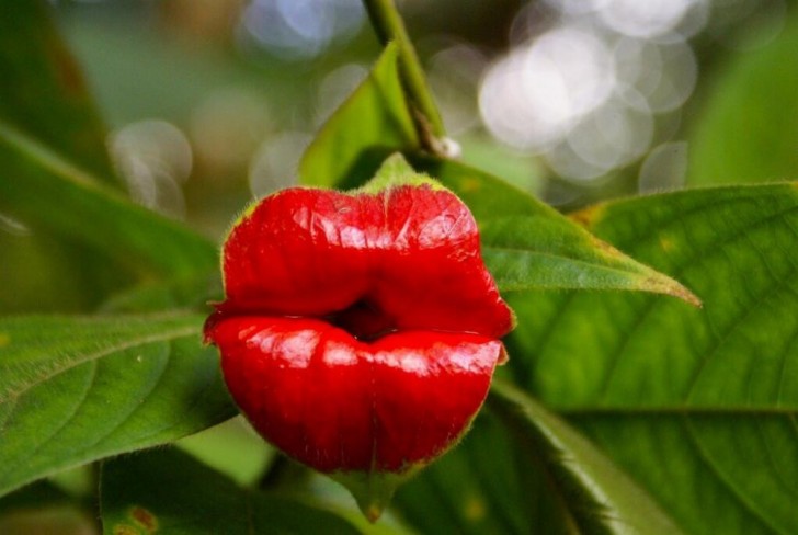 Psychotria Elata – non vi ricorda delle rosse labbra carnose?