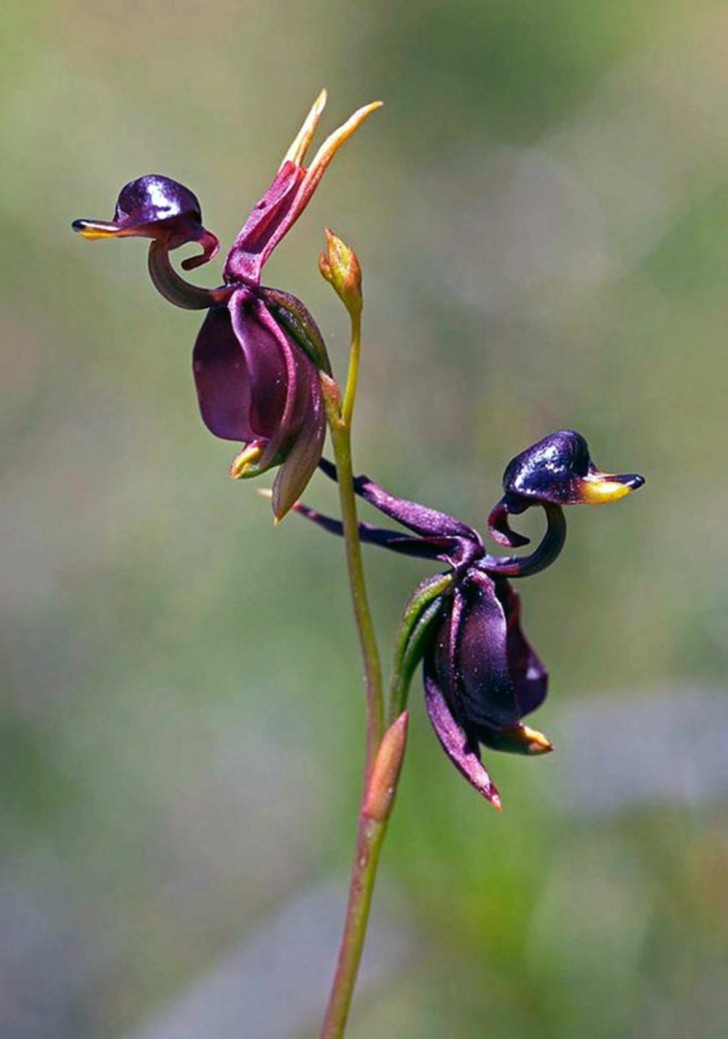 Caleana Major ­ l'orchidea a forma di anatra