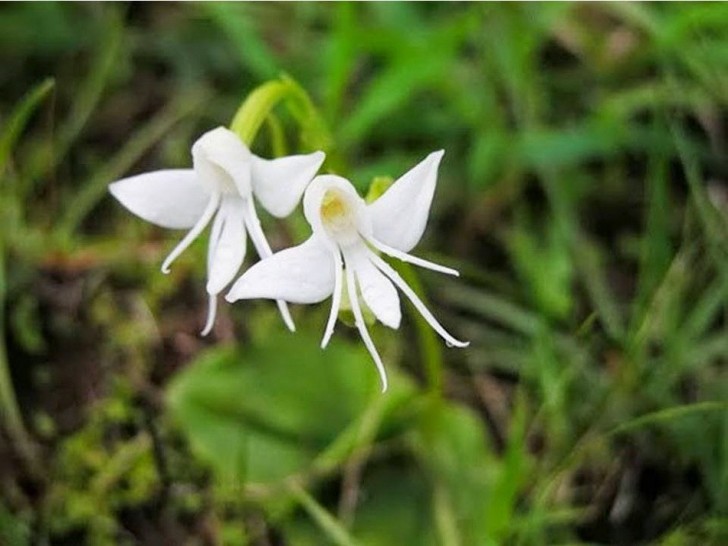 Habenaria Grandifloriformis – detta orchidea angelo