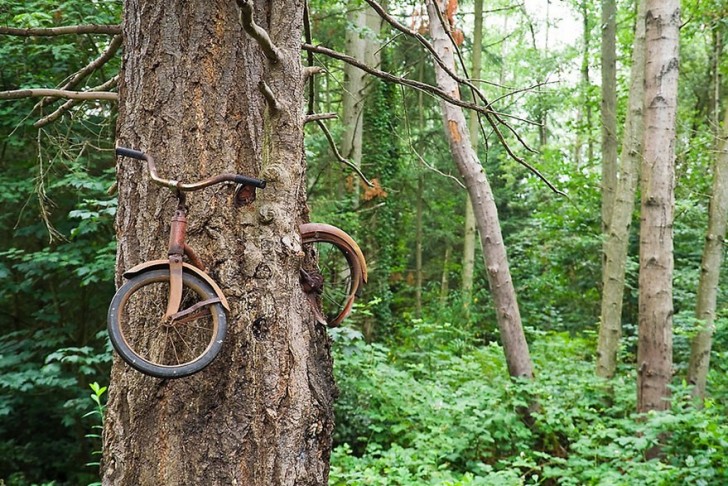 3. L'arbre bicyclette, Washington