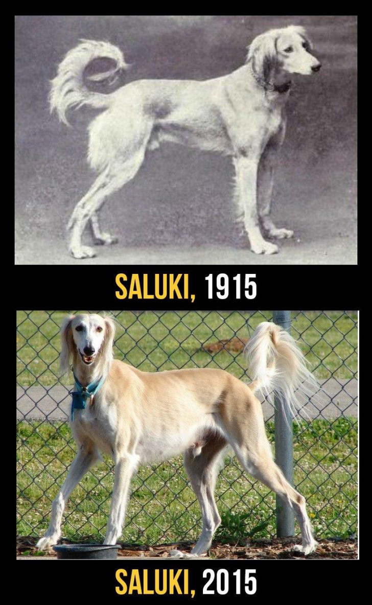 Der Saluki ist anfällig für Augenkrankheiten und für Krebs. Seine Haut ist sensibel und verbrennt sehr leicht, insbesondere auf der Nase.