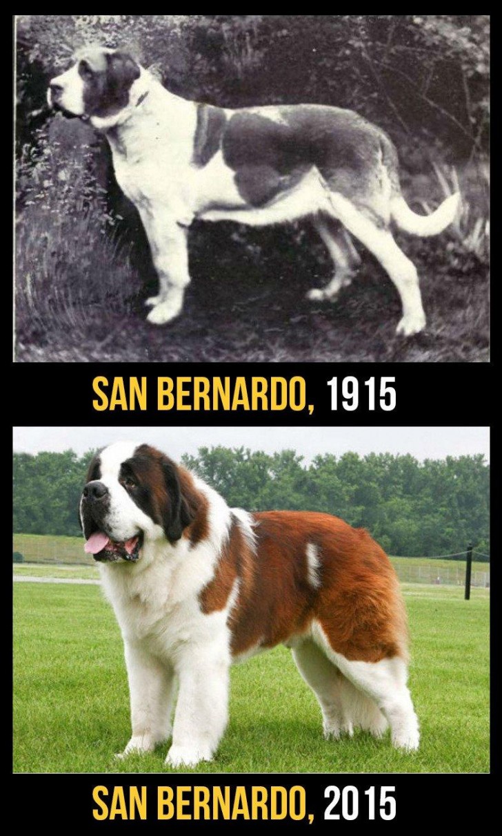 Le Saint-Bernard était un chien athlétique et adapté au travail; aujourd'hui il est plus trapu et avec un poil inexplicablement épais et pesant.